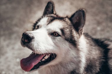 Çekici, gri-beyaz bir Alaska Malamute portresi. Güzel, büyük, dost canlısı kızak köpek cinsi. Güzel kahverengi gözlü dişi bir Malamute..