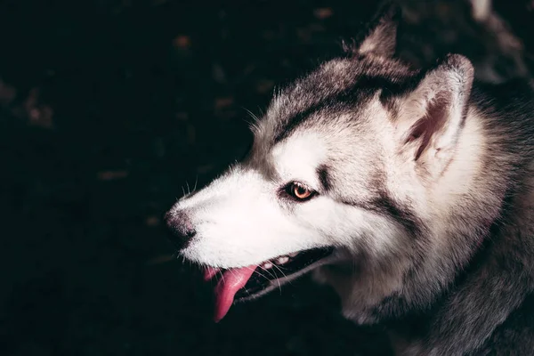 Porträtt Charmig Fluffig Grå Vit Alaska Malamute Närbild Vacker Stor — Stockfoto