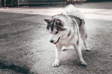 Gri tüylü Alaska Malamute kaldırımlı yoldaki parkta duruyor ve dinleniyor. Dişi Malamute, büyük, dost canlısı bir Kuzeyli kızak köpek cinsi..