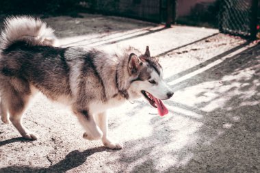 Sokakta gri ve beyaz renkli büyük, tüylü bir Alaska Malamute 'si yürüyor. Dişi Malamute, yürüyüşe çıkmış büyük bir Kuzeyli köpek yavrusu..