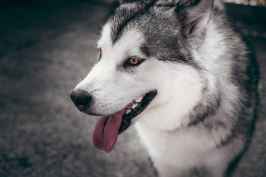 Çekici, gri-beyaz bir Alaska Malamute portresi. Güzel, büyük, dost canlısı kızak köpek cinsi. Güzel kahverengi gözlü dişi bir Malamute..