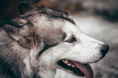 Çekici, gri-beyaz bir Alaska Malamute portresi. Güzel, büyük, dost canlısı kızak köpek cinsi. Güzel kahverengi gözlü dişi bir Malamute..