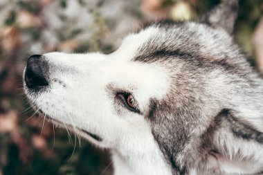 Çekici, gri-beyaz bir Alaska Malamute portresi. Güzel, büyük, dost canlısı kızak köpek cinsi. Güzel kahverengi gözlü dişi bir Malamute..