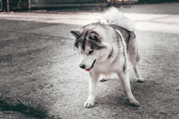 Grey Fluffy Alaskan Malamute Stands Rests Park Paved Road Female — Stock Photo, Image