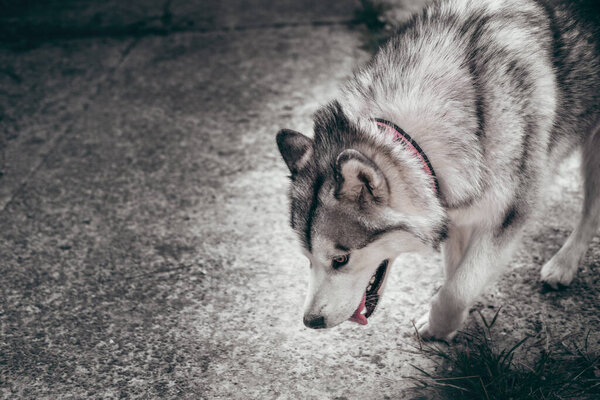 A large fluffy Alaskan Malamute of gray and white color walks on the street. Female Malamute, a huge friendly Northern sled dog breed on a walk.