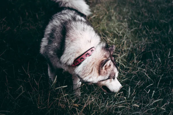 Grå Fluffig Alaska Malamute Promenader Parken Det Gröna Gräset Vacker — Stockfoto