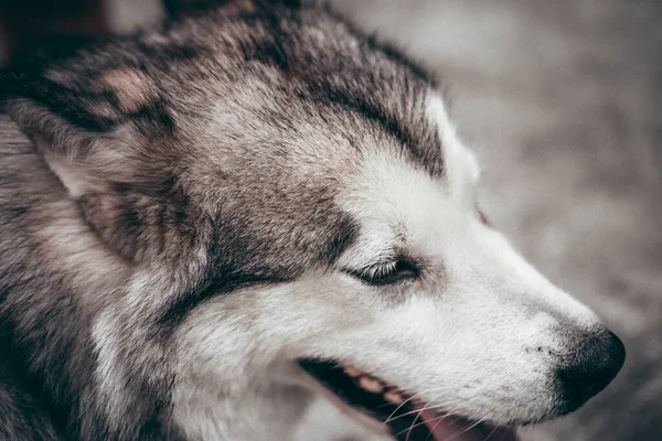 Portret Van Een Charmante Pluizige Grijs Witte Alaskan Malamute Close — Stockfoto