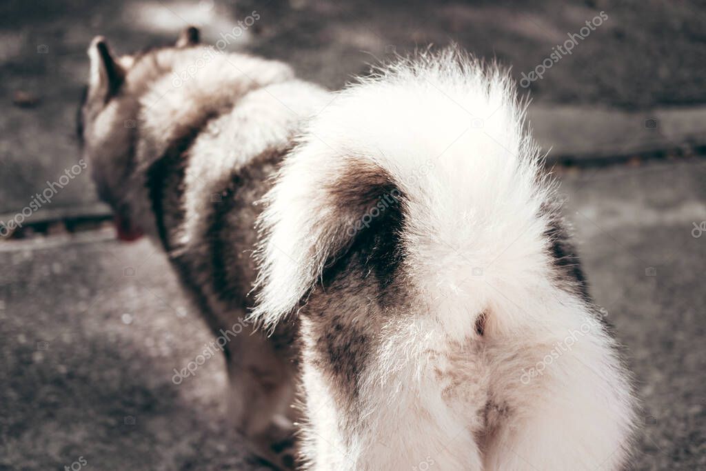 A large fluffy Alaskan Malamute of gray and white color walks on the street. Female Malamute, a huge friendly Northern sled dog breed on a walk, rear view.