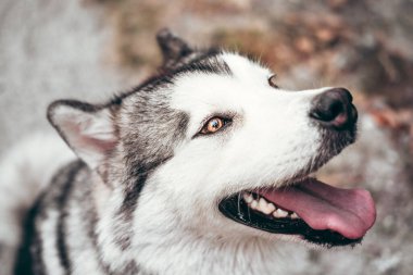 Çekici, gri-beyaz bir Alaska Malamute portresi. Güzel, büyük, dost canlısı kızak köpek cinsi. Güzel kahverengi gözlü dişi bir Malamute..