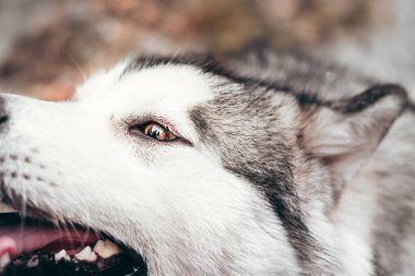 Çekici, gri-beyaz bir Alaska Malamute portresi. Güzel, büyük, dost canlısı kızak köpek cinsi. Güzel kahverengi gözlü dişi bir Malamute..