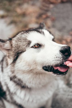 Çekici, gri-beyaz bir Alaska Malamute portresi. Güzel, büyük, dost canlısı kızak köpek cinsi. Güzel kahverengi gözlü dişi bir Malamute..