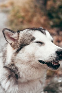 Çekici, gri-beyaz bir Alaska Malamute portresi. Güzel, büyük, dost canlısı kızak köpek cinsi. Güzel kahverengi gözlü dişi bir Malamute..