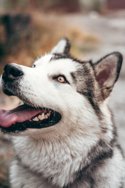 Çekici, gri-beyaz bir Alaska Malamute portresi. Güzel, büyük, dost canlısı kızak köpek cinsi. Güzel kahverengi gözlü dişi bir Malamute..