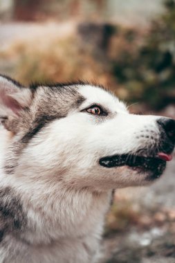 Çekici, gri-beyaz bir Alaska Malamute portresi. Güzel, büyük, dost canlısı kızak köpek cinsi. Güzel kahverengi gözlü dişi bir Malamute..