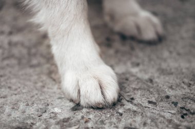 Alaska Malamute 'nin beyaz pençeleri. Kocaman, dost bir köpeğin pençeleri..