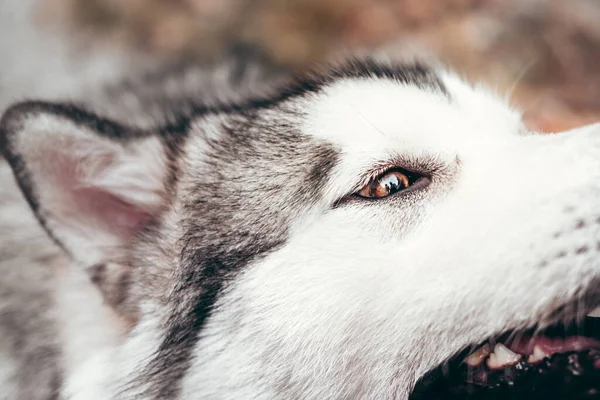 Retrato Encantador Esponjoso Primer Plano Alaska Malamute Color Gris Blanco —  Fotos de Stock