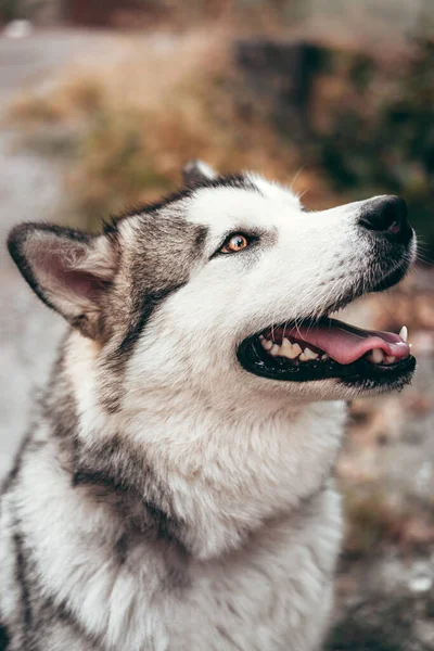 Retrato Encantador Esponjoso Primer Plano Alaska Malamute Color Gris Blanco —  Fotos de Stock