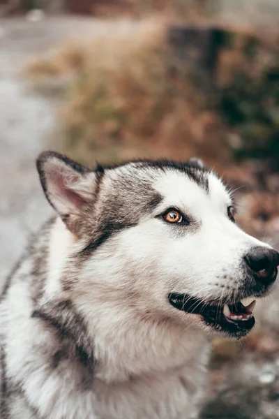 一个迷人的蓬松灰白色阿拉斯加人的特写特写 漂亮的大型友好雪橇狗品种 有一双漂亮的褐色眼睛的雌性阿拉斯加人 — 图库照片