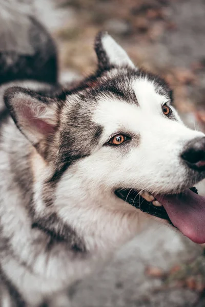 Retrato Encantador Esponjoso Primer Plano Alaska Malamute Color Gris Blanco —  Fotos de Stock