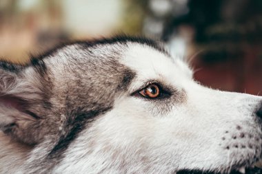 Çekici, gri-beyaz bir Alaska Malamute portresi. Güzel, büyük, dost canlısı kızak köpek cinsi. Güzel kahverengi gözlü dişi bir Malamute..