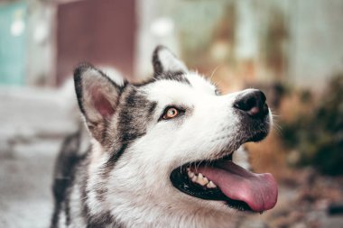 Çekici, gri-beyaz bir Alaska Malamute portresi. Güzel, büyük, dost canlısı kızak köpek cinsi. Güzel kahverengi gözlü dişi bir Malamute..