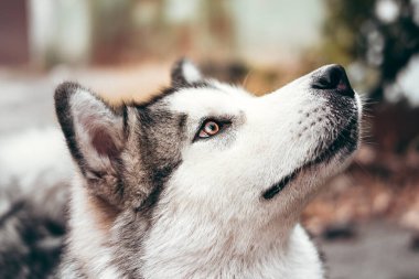 Çekici, gri-beyaz bir Alaska Malamute portresi. Güzel, büyük, dost canlısı kızak köpek cinsi. Güzel kahverengi gözlü dişi bir Malamute..