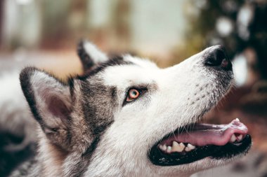 Çekici, gri-beyaz bir Alaska Malamute portresi. Güzel, büyük, dost canlısı kızak köpek cinsi. Güzel kahverengi gözlü dişi bir Malamute..