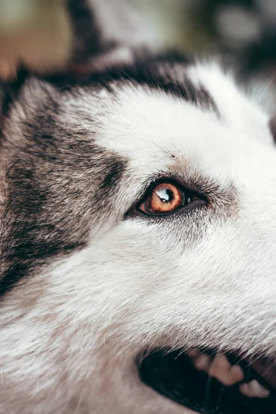 魅力的なふわふわの灰色の白アラスカMalamuteクローズアップの肖像画 美しい巨大な友好的なそり犬の品種 美しいインテリジェントな茶色の目を持つ女性のMalamute — ストック写真