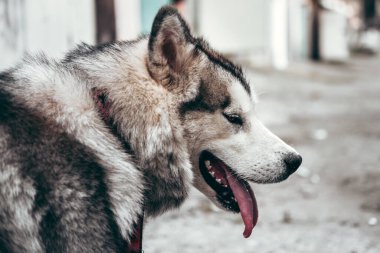 Çekici, gri-beyaz bir Alaska Malamute portresi. Güzel, büyük, dost canlısı kızak köpek cinsi. Güzel kahverengi gözlü dişi bir Malamute..
