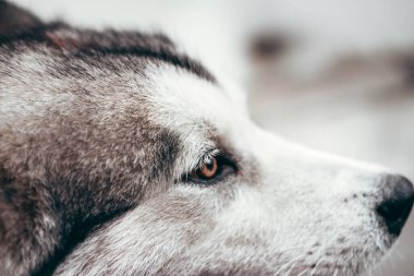 Çekici, gri-beyaz bir Alaska Malamute portresi. Güzel, büyük, dost canlısı kızak köpek cinsi. Güzel kahverengi gözlü dişi bir Malamute..