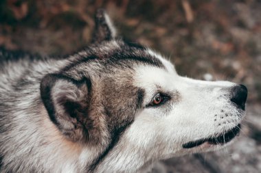 Çekici, gri-beyaz bir Alaska Malamute portresi. Güzel, büyük, dost canlısı kızak köpek cinsi. Sarı sonbahar yapraklarının arka planında güzel kahverengi gözlü Malamute..