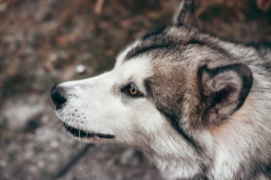 Çekici, gri-beyaz bir Alaska Malamute portresi. Güzel, büyük, dost canlısı kızak köpek cinsi. Sarı sonbahar yapraklarının arka planında güzel kahverengi gözlü Malamute..