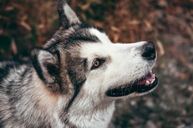 Çekici, gri-beyaz bir Alaska Malamute portresi. Güzel, büyük, dost canlısı kızak köpek cinsi. Sarı sonbahar yapraklarının arka planında güzel kahverengi gözlü Malamute..