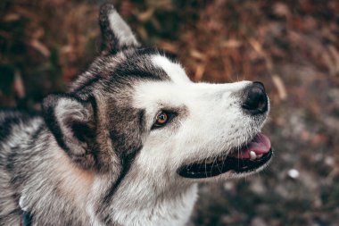 Çekici, gri-beyaz bir Alaska Malamute portresi. Güzel, büyük, dost canlısı kızak köpek cinsi. Sarı sonbahar yapraklarının arka planında güzel kahverengi gözlü Malamute..