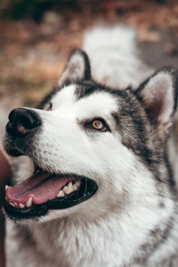 Çekici, gri-beyaz bir Alaska Malamute portresi. Güzel, büyük, dost canlısı kızak köpek cinsi. Sarı sonbahar yapraklarının arka planında güzel kahverengi gözlü Malamute..