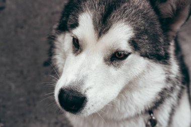 Çekici, gri-beyaz bir Alaska Malamute portresi. Güzel, büyük, dost canlısı kızak köpek cinsi. Güzel kahverengi gözlü dişi bir Malamute..