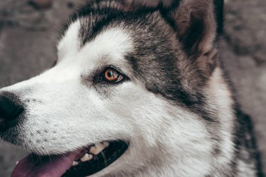 Çekici, gri-beyaz bir Alaska Malamute portresi. Güzel, büyük, dost canlısı kızak köpek cinsi. Güzel kahverengi gözlü dişi bir Malamute..