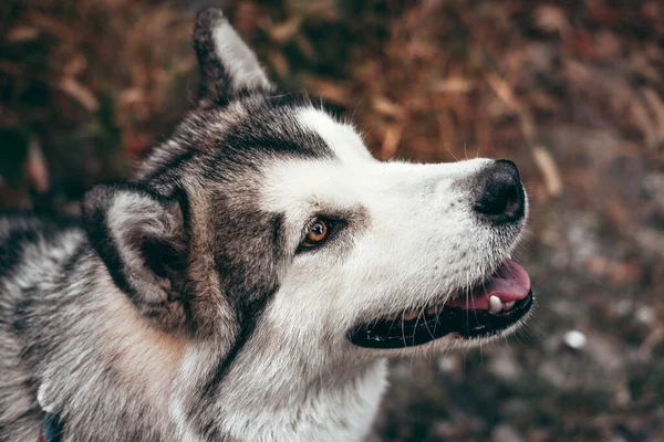 Çekici, gri-beyaz bir Alaska Malamute portresi. Güzel, büyük, dost canlısı kızak köpek cinsi. Sarı sonbahar yapraklarının arka planında güzel kahverengi gözlü Malamute..