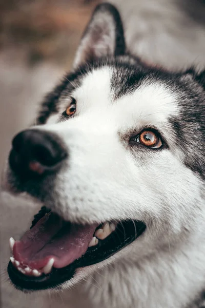 魅力的なふわふわの灰色の白アラスカMalamuteクローズアップの肖像画 美しい巨大な友好的なそり犬の品種 黄色の秋の葉の背景に美しいインテリジェントな茶色の目を持つマラメイト — ストック写真