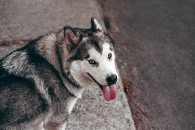Çekici, gri-beyaz bir Alaska Malamute portresi. Güzel, büyük, dost canlısı kızak köpek cinsi. Güzel kahverengi gözlü dişi bir Malamute..