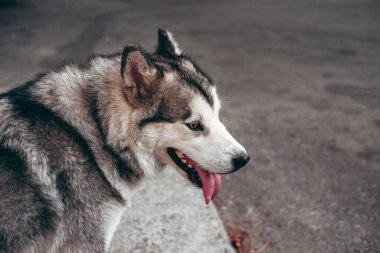 Çekici, gri-beyaz bir Alaska Malamute portresi. Güzel, büyük, dost canlısı kızak köpek cinsi. Güzel kahverengi gözlü dişi bir Malamute..