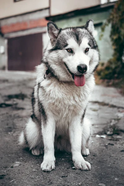 Grå Fluffig Alaska Malamute Sitter Och Vilar Parken Asfalterad Väg — Stockfoto