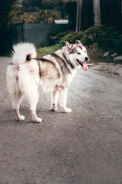 Gris Esponjoso Alaska Malamute Encuentra Descansa Parque Carretera Pavimentada Hembra —  Fotos de Stock