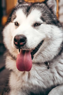 Çekici, gri-beyaz bir Alaska Malamute portresi. Güzel, büyük, dost canlısı kızak köpek cinsi. Güzel kahverengi gözlü dişi bir Malamute..