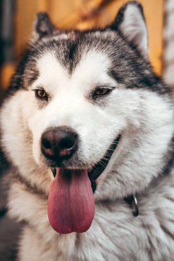 Çekici, gri-beyaz bir Alaska Malamute portresi. Güzel, büyük, dost canlısı kızak köpek cinsi. Güzel kahverengi gözlü dişi bir Malamute..