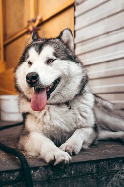 Büyük Alaska Malamute grisi - beyaz renk uzanıyor ve uzun bir yürüyüşten sonra dinleniyor. Kahverengi gözlü, tüylü kulaklı, pembe dilli güzel dişi Malamute yalanlar ve gülümsemeler..