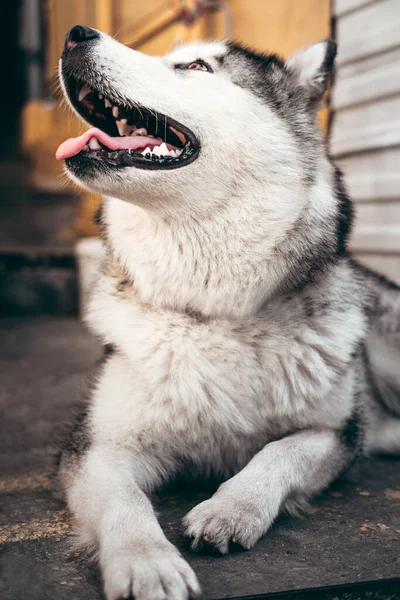 Grande Cinza Malamute Alasca Cor Branca Encontra Descansa Depois Longo — Fotografia de Stock