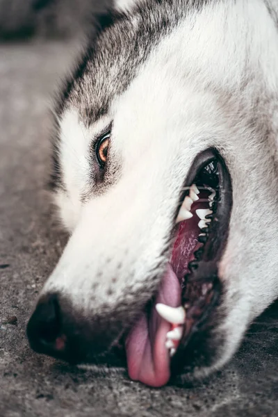 Portrait Charming Fluffy Gray White Alaskan Malamute Close Beautiful Huge — Stock Photo, Image