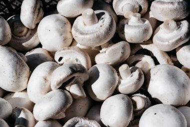 Yukarıdan birçok yeni şampiyonun yakından görüntüsü var. Evde yetişen lezzetli ve sağlıklı mantarlar. Taze çiğ şampiyon. Yatay arkaplan.