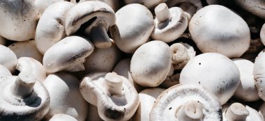 Yukarıdan birçok yeni şampiyonun yakından görüntüsü var. Evde yetişen lezzetli ve sağlıklı mantarlar. Taze çiğ şampiyon. Yatay arkaplan.